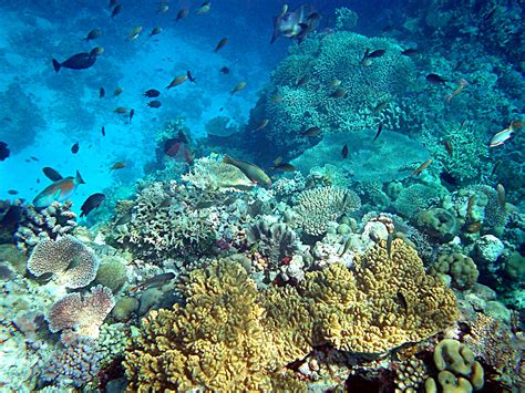 File:Coral reefs in papua new guinea.JPG - Wikipedia