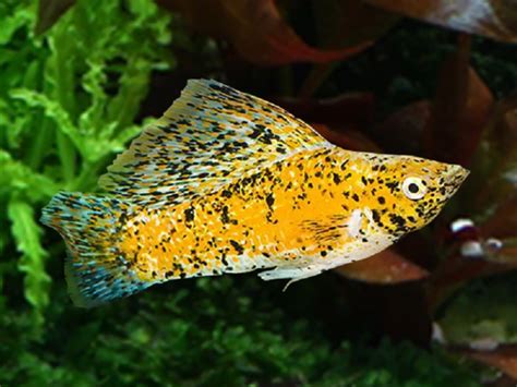 15 Best Molly Fish Colors & Types Friendly For Beginners