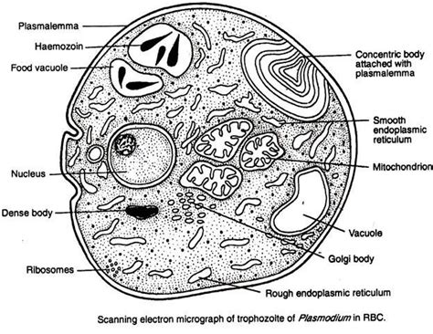 Plasmodium: Characteristic features and classification - Online Science ...