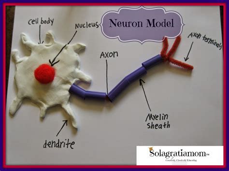 Neuron model and nervous system experiments for CC Cycle 3 Week 4 ...