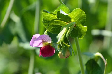 How to Plant and Grow Snow Peas | Gardener’s Path