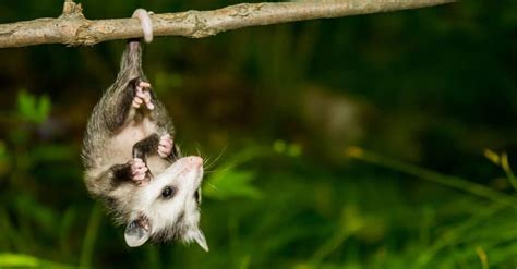 What’s a Baby Opossum is Called & 4 More Amazing Facts! - A-Z Animals