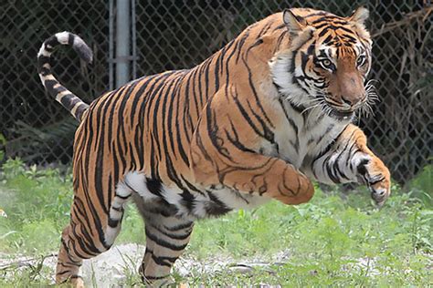 Big Cat Habitat and Gulf Coast Sanctuary | White Sands Beach Resort