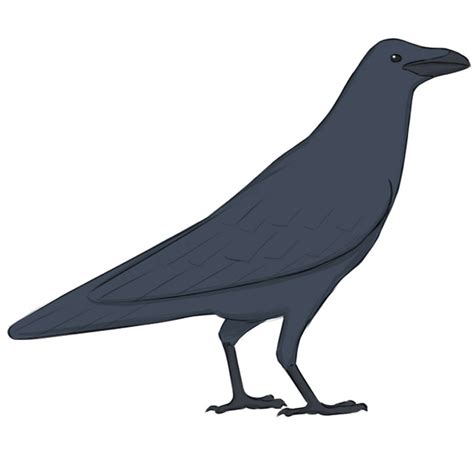 How to Draw a Raven - Easy Drawing Art