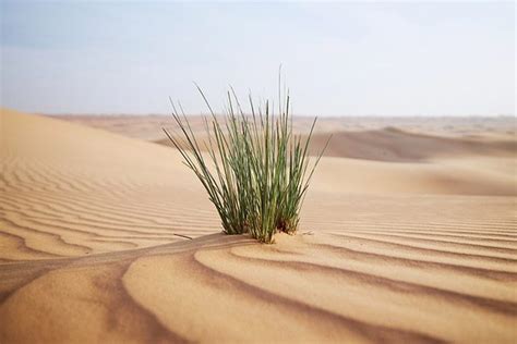 6 Ways To Find Green Grass in the Desert