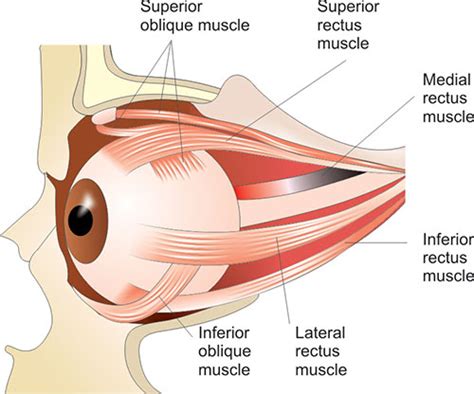 Superior Oblique Muscle With Human Eye Muscular Anatomy Outline Diagram ...