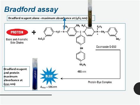 Bradford Experiment Absorbance