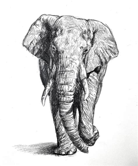 Elephant Drawings