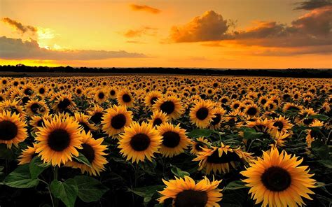 Download Sunset Field Nature Sunflower HD Wallpaper