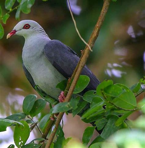 Andaman wood pigeon | Birds of India | Bird World