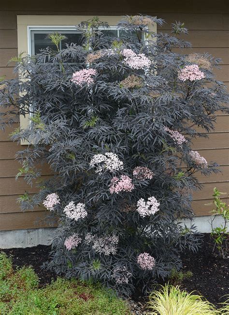 Sambucus nigra Black Lace™ | Landscape Plants | Oregon State University