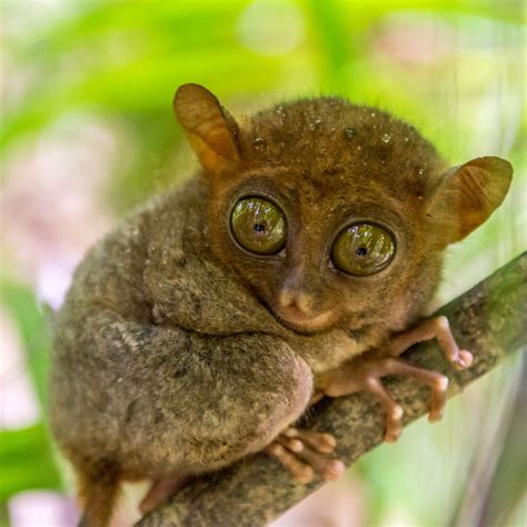 The Adorable Wildlife of the Philippines Above and Below the Water ...