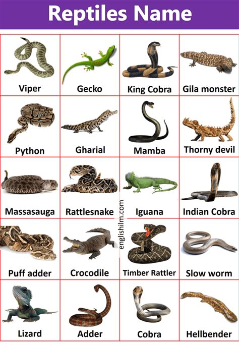 Pin on 動物 | Reptiles names, Reptiles, Animal infographic