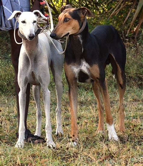 KANNI DOG | Hound dog breeds, Dogs, Hound breeds