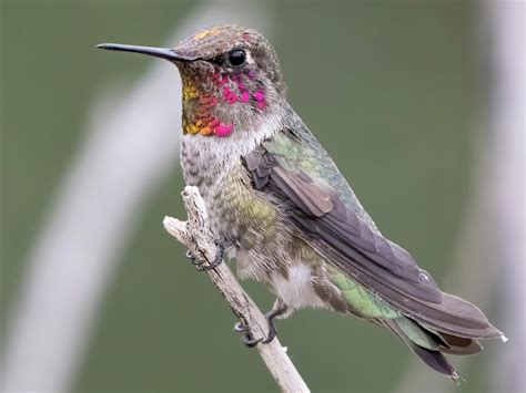 Anna's Hummingbird - eBird