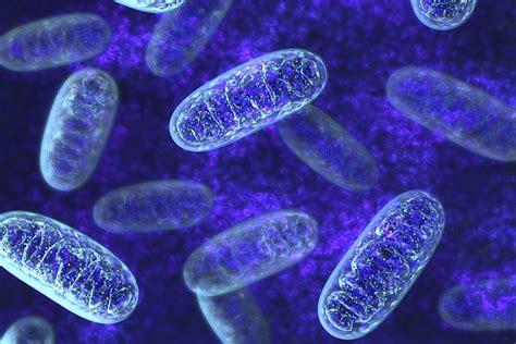 Who Needs Mitochondria Anyway? | JSTOR Daily