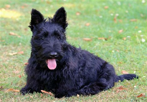 Scottish Terrier Puppies For Sale - AKC PuppyFinder