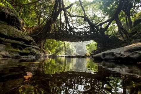 Living Root Bridges, Meghalaya: A Marvel Of Nature