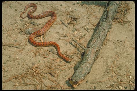 About Corn Snakes, Breeding Corn Snakes