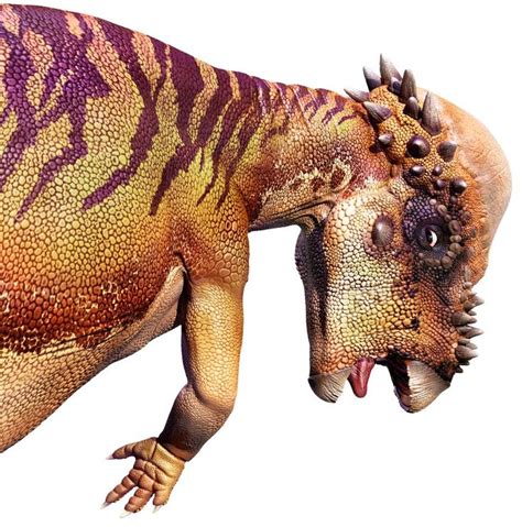 Another view of Pachycephalosaurus, featuring the tonsure of sharp ...