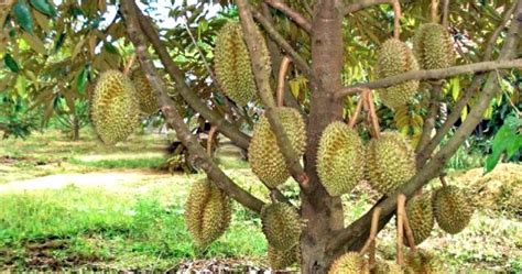 Begini Cara Menanam Pohon Durian Pendek Agar Berbuah Lebat