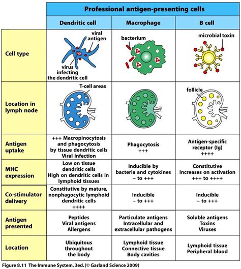 Antigen Presenting Cell Types