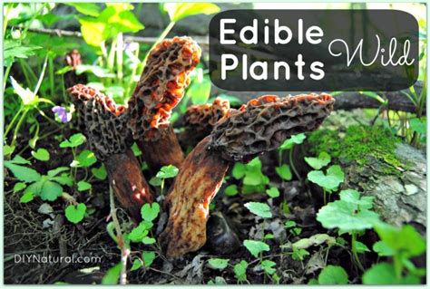 Edible Wild Plants - Taking a Walk on the Wild Side