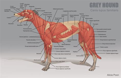 Dog neck anatomy