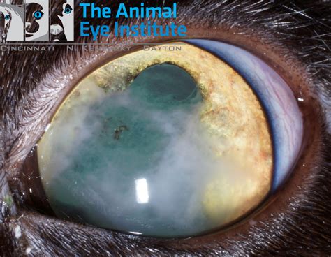 My Cat S Eye Is Cloudy And Inflamed What Is Feline Uveitis 348 | The ...