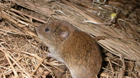 Voles In My Garden Uk | Fasci Garden