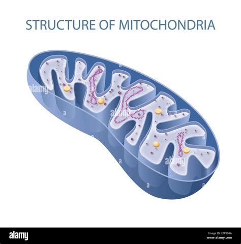 Mitochondria Animal Cell