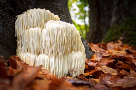 Lion’s Mane Mushrooms: A Complete Guide - A-Z Animals