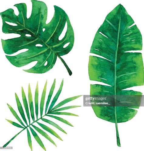 Watercolor Tropical Leaves High-Res Vector Graphic - Getty Images