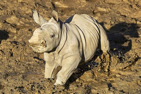 Baby white rhino gets name, frolics in mud at San Diego zoo