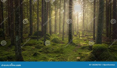 Green Mossy Forest with Beautiful Light from the Sun Shining Stock ...