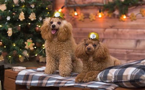 Download wallpapers Brown poodles, New Year, Christmas, curly dogs ...