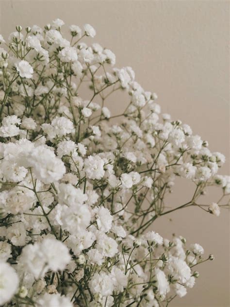 gemini aesthetic | Tumblr | Flower aesthetic, Flowers, Beautiful flowers