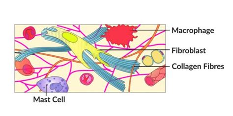 Areolar Connective Tissue | Function and Location - GeeksforGeeks