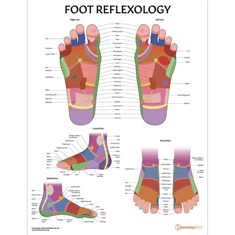 Foot Reflexology Chart Poster Therapy Posters Acupressure | lupon.gov.ph