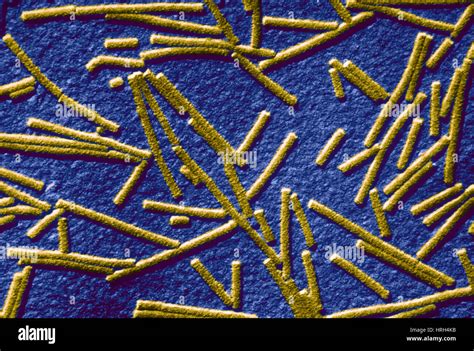 Tobacco Mosaic Virus Structure