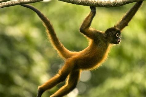 Amazon+Rainforest+Animals+-+Spider+Monkey.jpg (900×600) | Ideas for ...