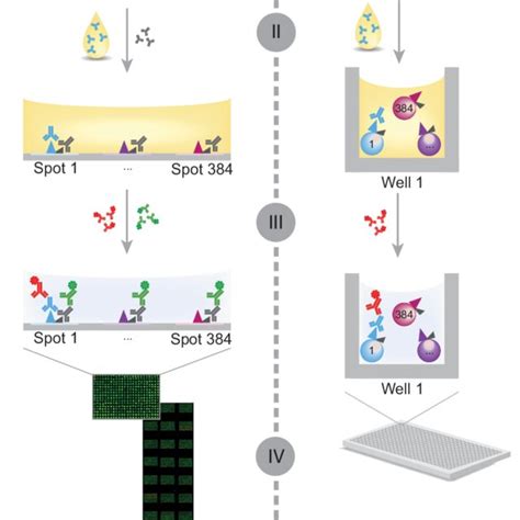 1.1 Three categories of protein microarrays. (A) Analytical protein ...