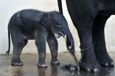 Endangered Sumatran elephant born in captivity