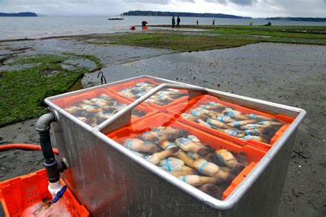 Geoduck farming takes off as demand for clams grows in Asia | The ...