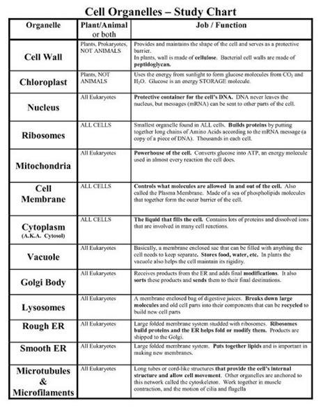 Animal Cell Organelles Digital Doodle Answer Key : Cells Seek and Find ...