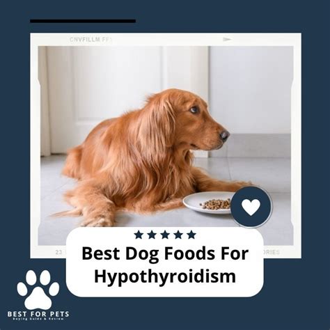 The 9 Best Dog Foods For Hypothyroidism In 2024 - BestForPets.org