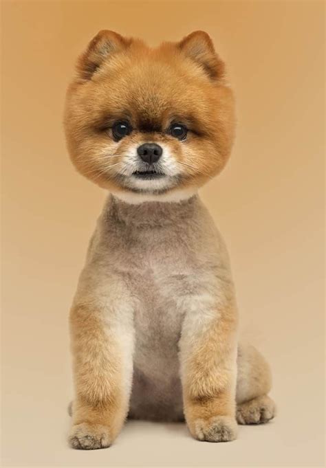 Pomeranian Haircut Styles