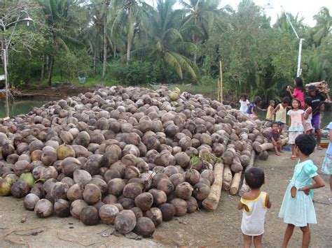 Coconut Farm Development Program - Trowel Development Foundation