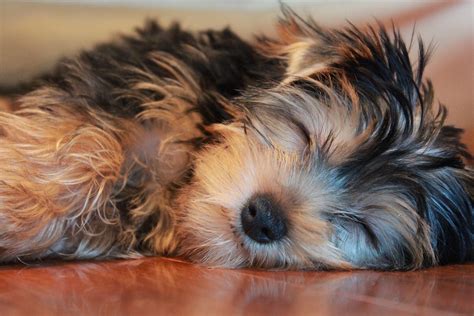 Yorkie Puppy Care | All Things Yorkies