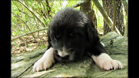 Black Great Pyrenees Puppy 5 weeks old - YouTube